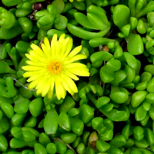 Delosperma brunthaleri Yellow