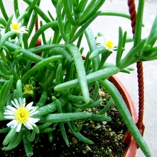 Delosperma nakurense