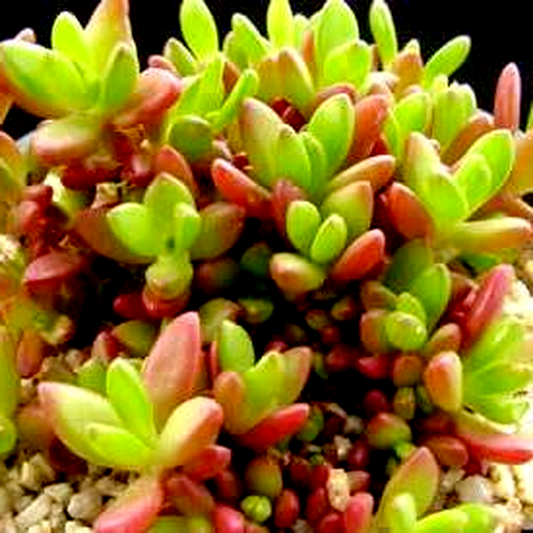 Delosperma nubigenum