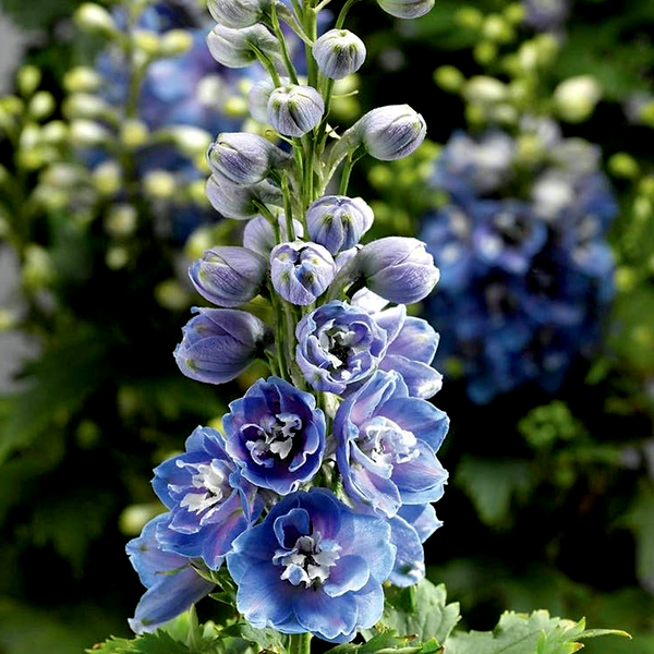 Delphina™ Light Blue White Bee Delphinium Seeds