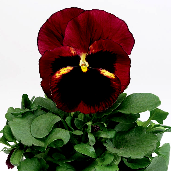 Delta® Classic Tapestry Pansy Seeds