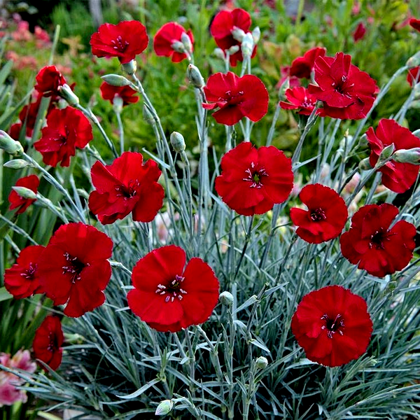 Dianthus AMERICAN PIE® Cherry Pie - Red Carnations