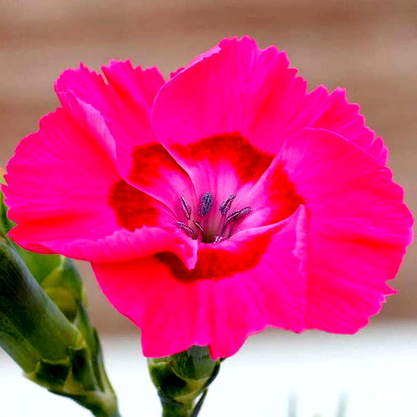 Dianthus American Pie® Bumbleberry Pie - Pink Carnation