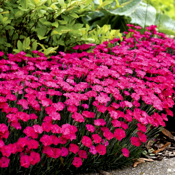 Dianthus 'Paint the Town Magenta'