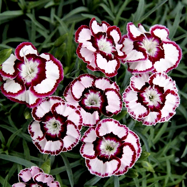 Dianthus 'Raspberry Swirl'