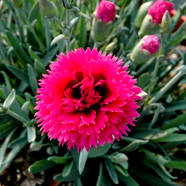 Dianthus STAR DOUBLE™ 'Starlette'