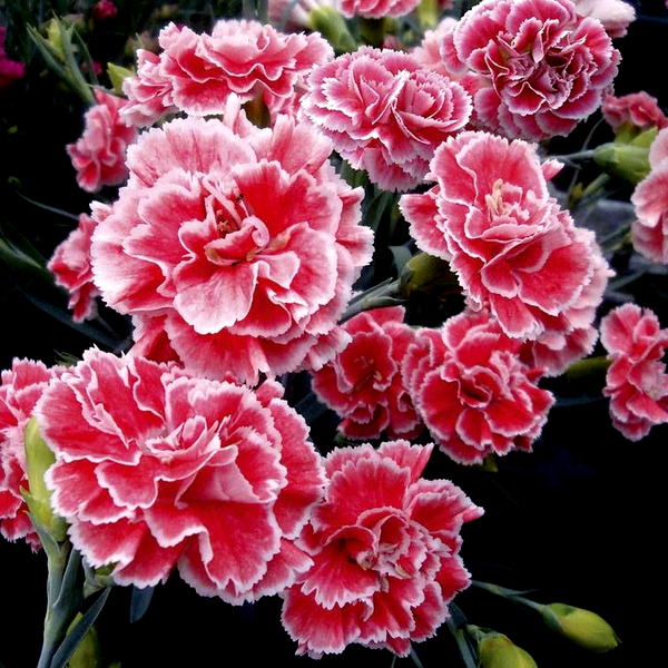 Dianthus Scent First® 'Coral Reef'