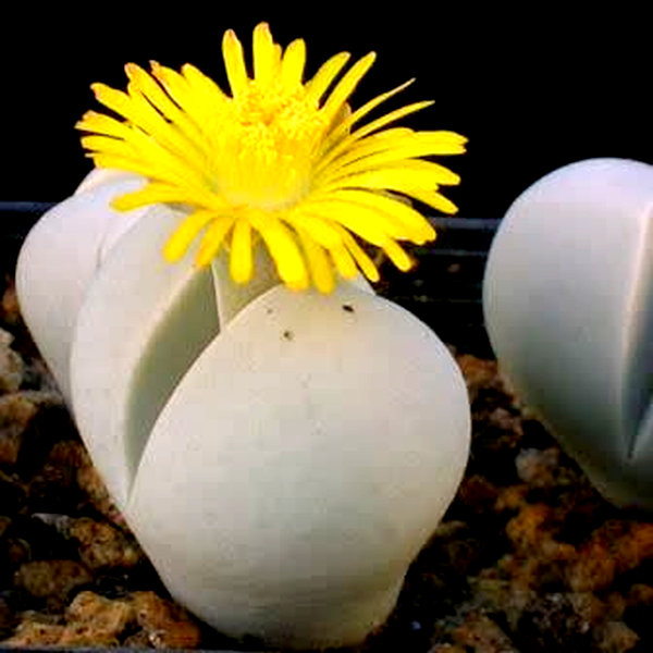 Dinteranthus microspermus