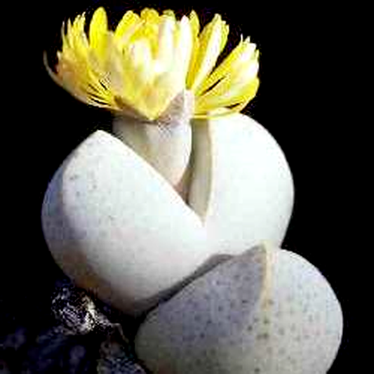 Dinteranthus wilmotianus