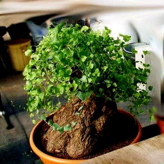 Dioscorea hemicrypta