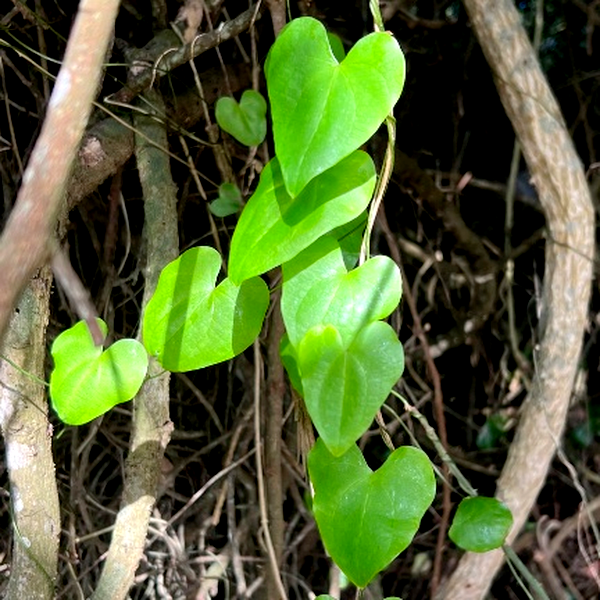 Dioscorea mundii