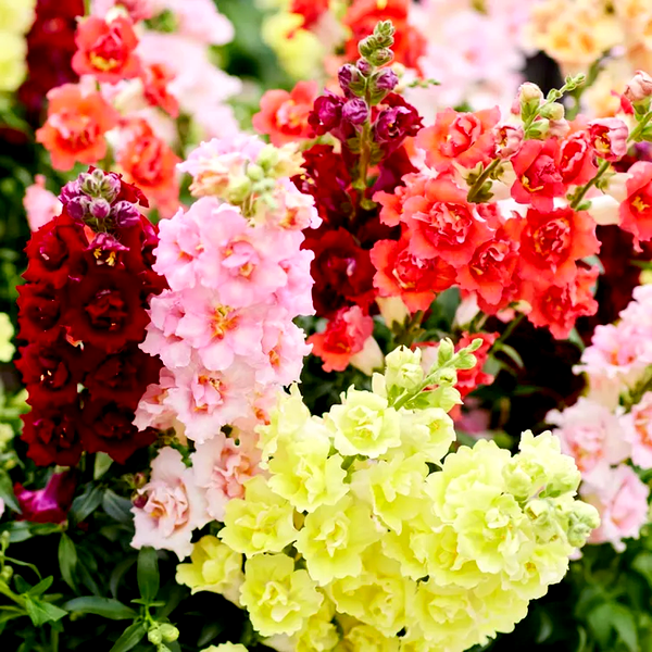 DoubleShot™ Mix Snapdragon Seeds