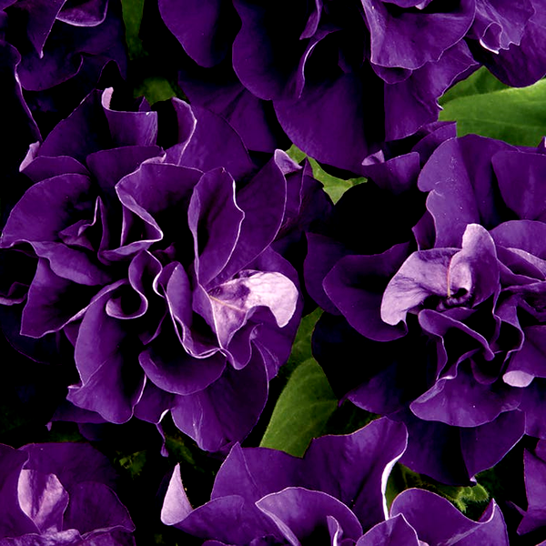 Double Cascade Blue Double Petunia Seeds