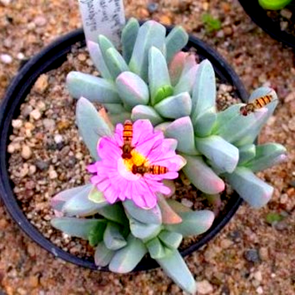 Dracophilus proximus