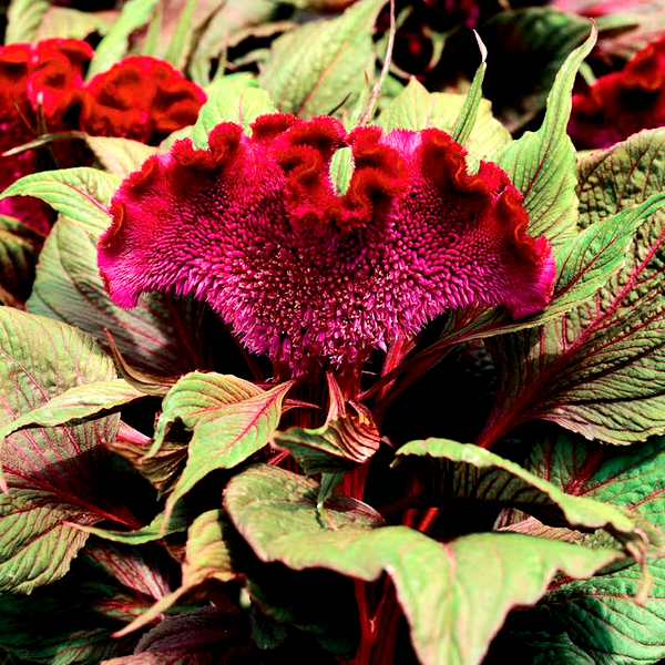 Dracula Celosia Seeds