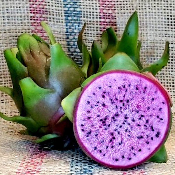 Dragon Fruit Edgars Baby