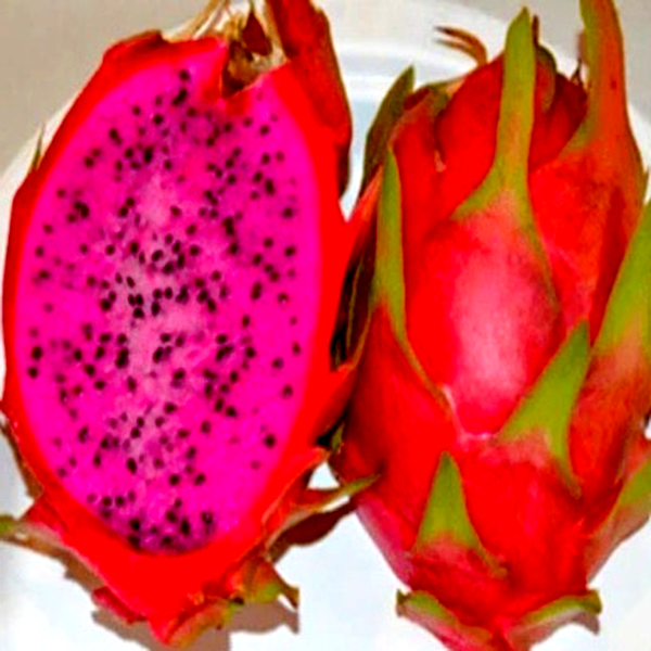 Dragon Fruit Physical Graffiti