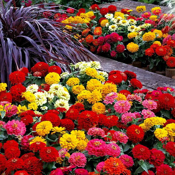 Dreamland™ Mix Hybrid Zinnia Seeds