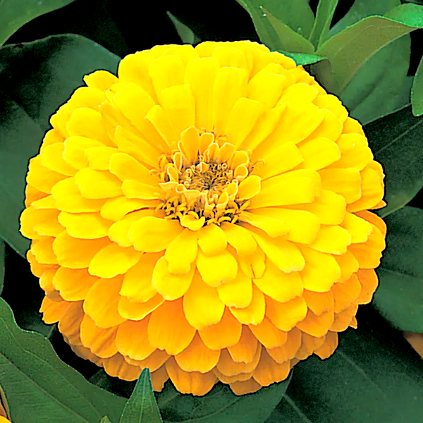 Dreamland™ Yellow Hybrid Zinnia Seeds
