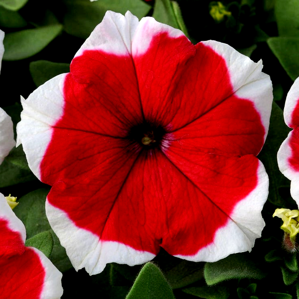 Dreams™ Red Picotee Petunia Seeds