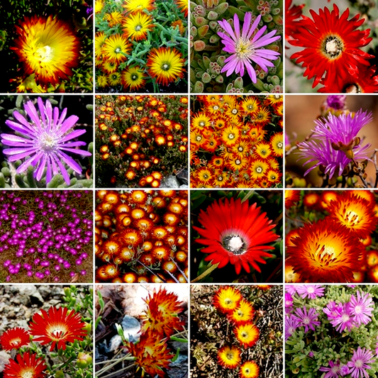 Drosanthemum Mixed Species