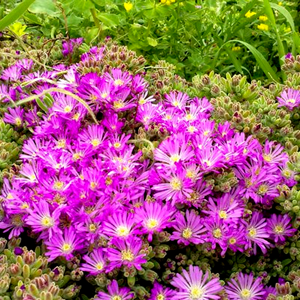 Drosanthemum crassum