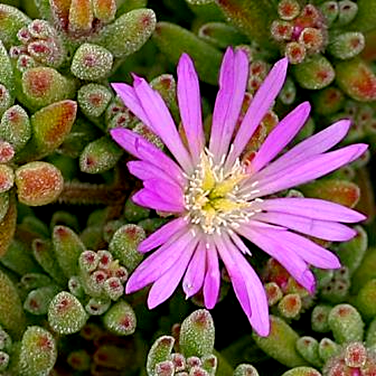 Drosanthemum floribundum