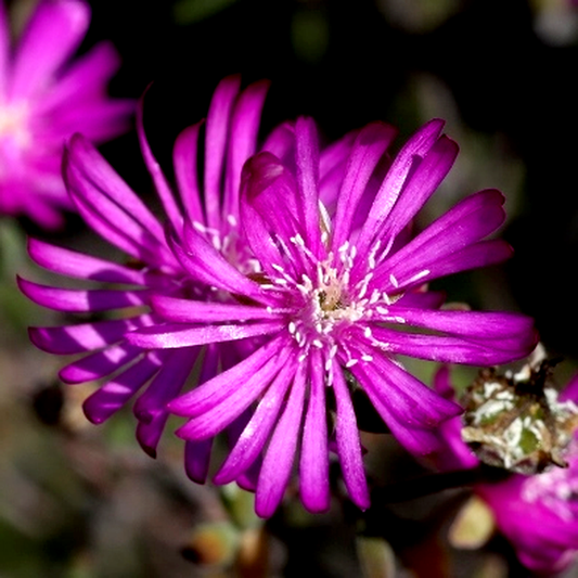 Drosanthemum karrooense