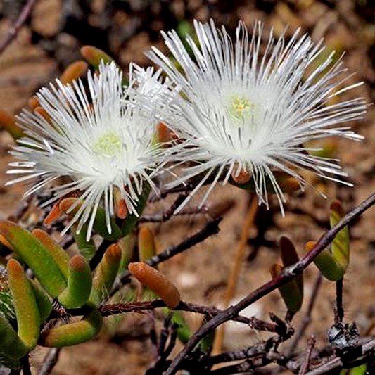 Drosanthemum papillatum