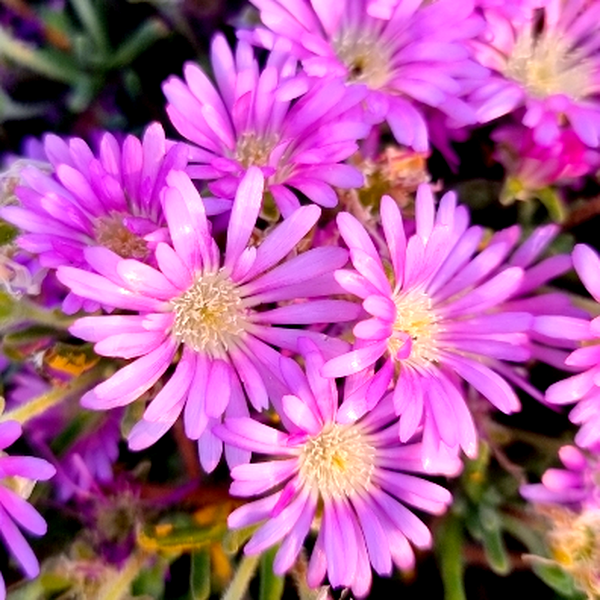 Drosanthemum pulchellum