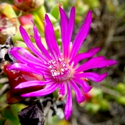 Drosanthemum quadratum