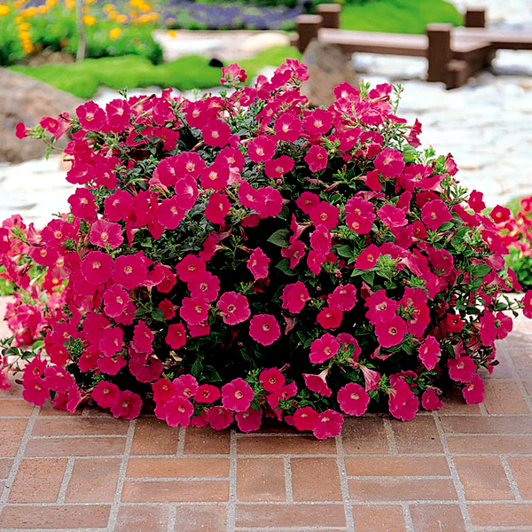 E3 Easy Wave® Pink Cosmo Petunia Seeds