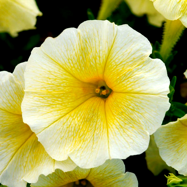 E3 Easy Wave® Yellow Petunia Seeds