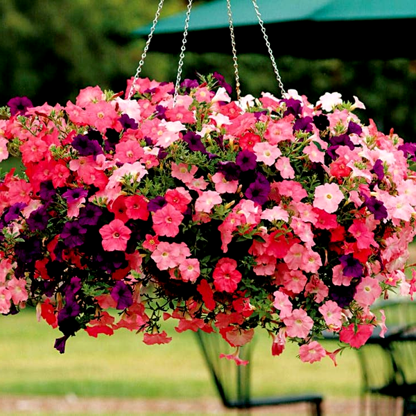 Easy Wave® Beachcomber Mix Petunia Seeds