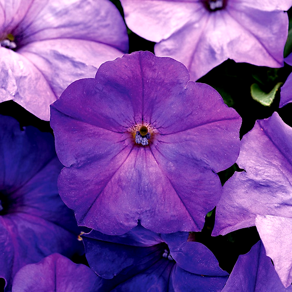 Easy Wave® Lavender Sky Blue Petunia Seeds