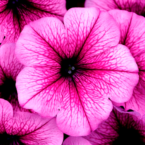Easy Wave® Rose Fusion Petunia Seeds