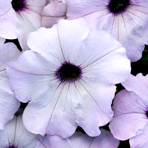 Easy Wave® Silver Hybrid Petunia Seeds