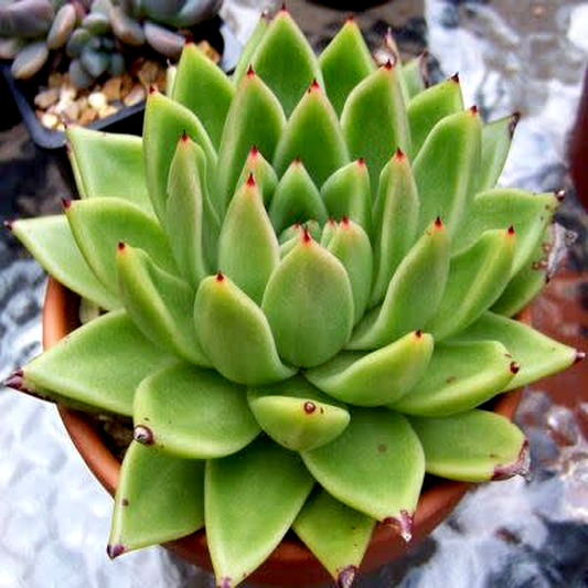 Echeveria agavoides