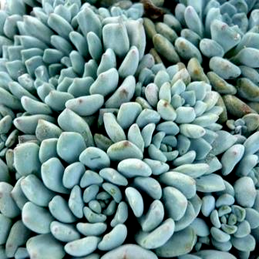 Echeveria amoena