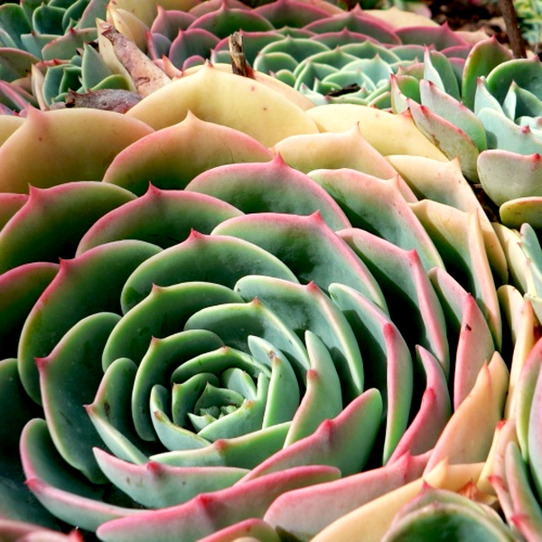 Echeveria imbricata