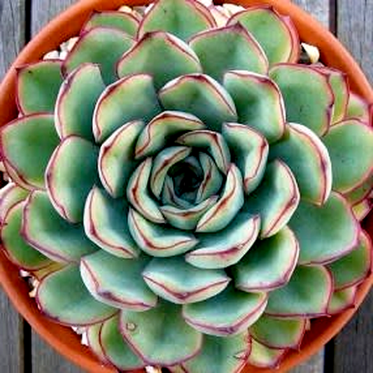 Echeveria pulidonis