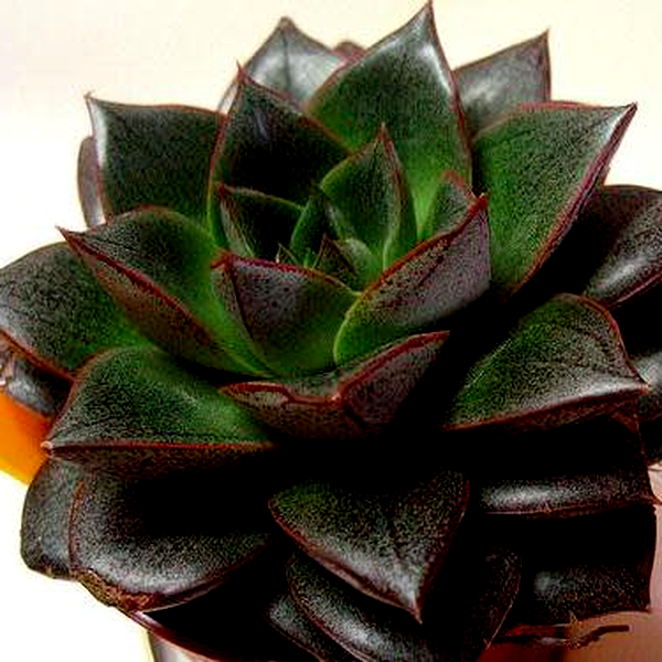 Echeveria purpusorum