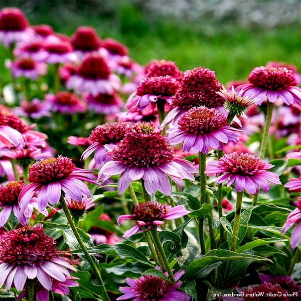 Echinacea Double Coded™ 'Everything's Rosy' Coneflower