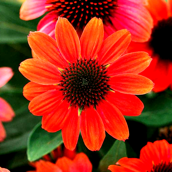 Echinacea Sombrero® Hot Coral Coneflower