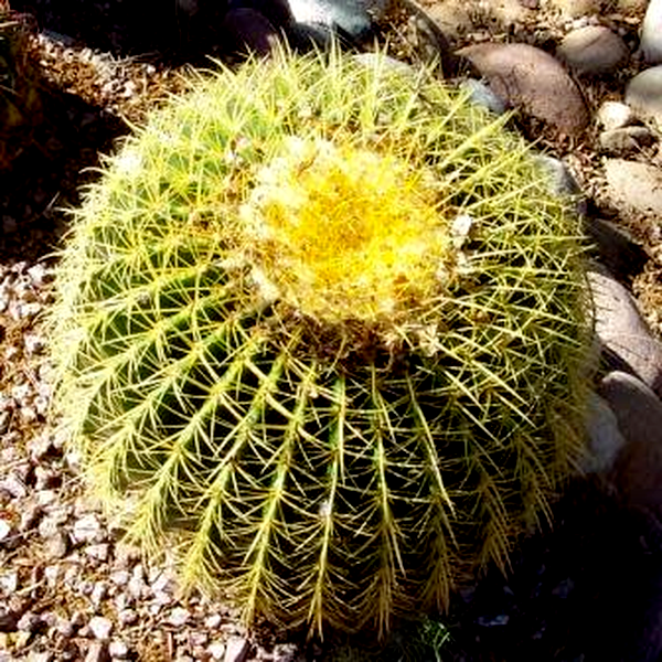 Echinocactus grusonii