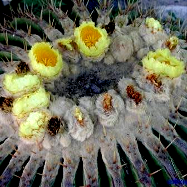 Echinocactus ingens