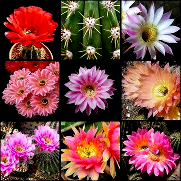Echinopsis Mixed Species