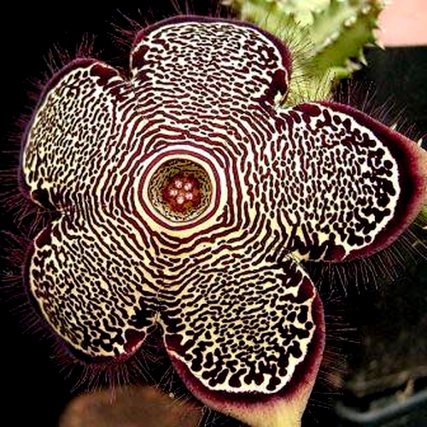 Edithcolea grandis