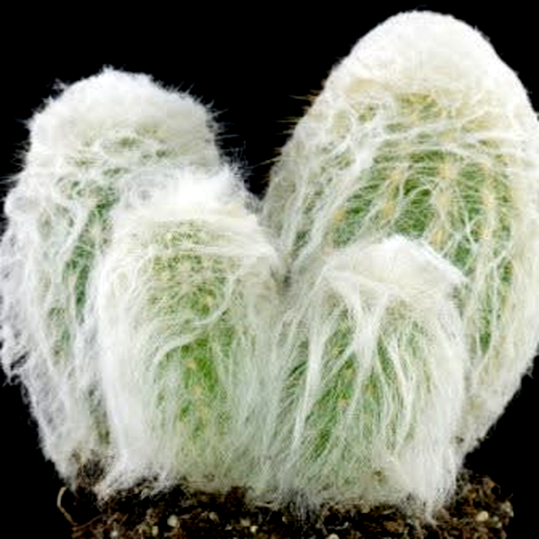 Espostoa melanostele