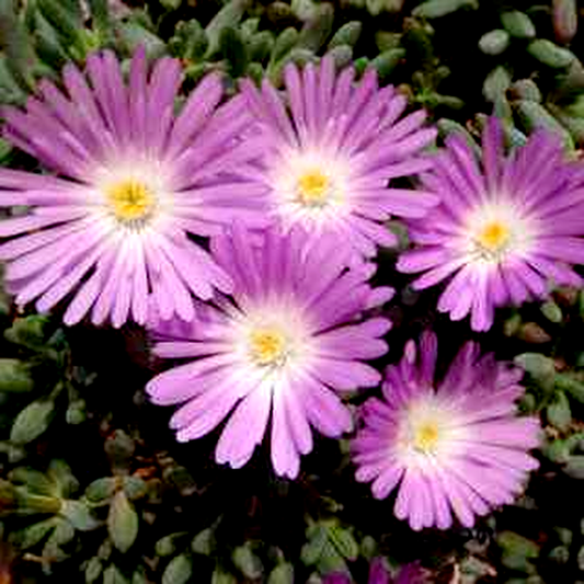 Esterhuysenia alpina